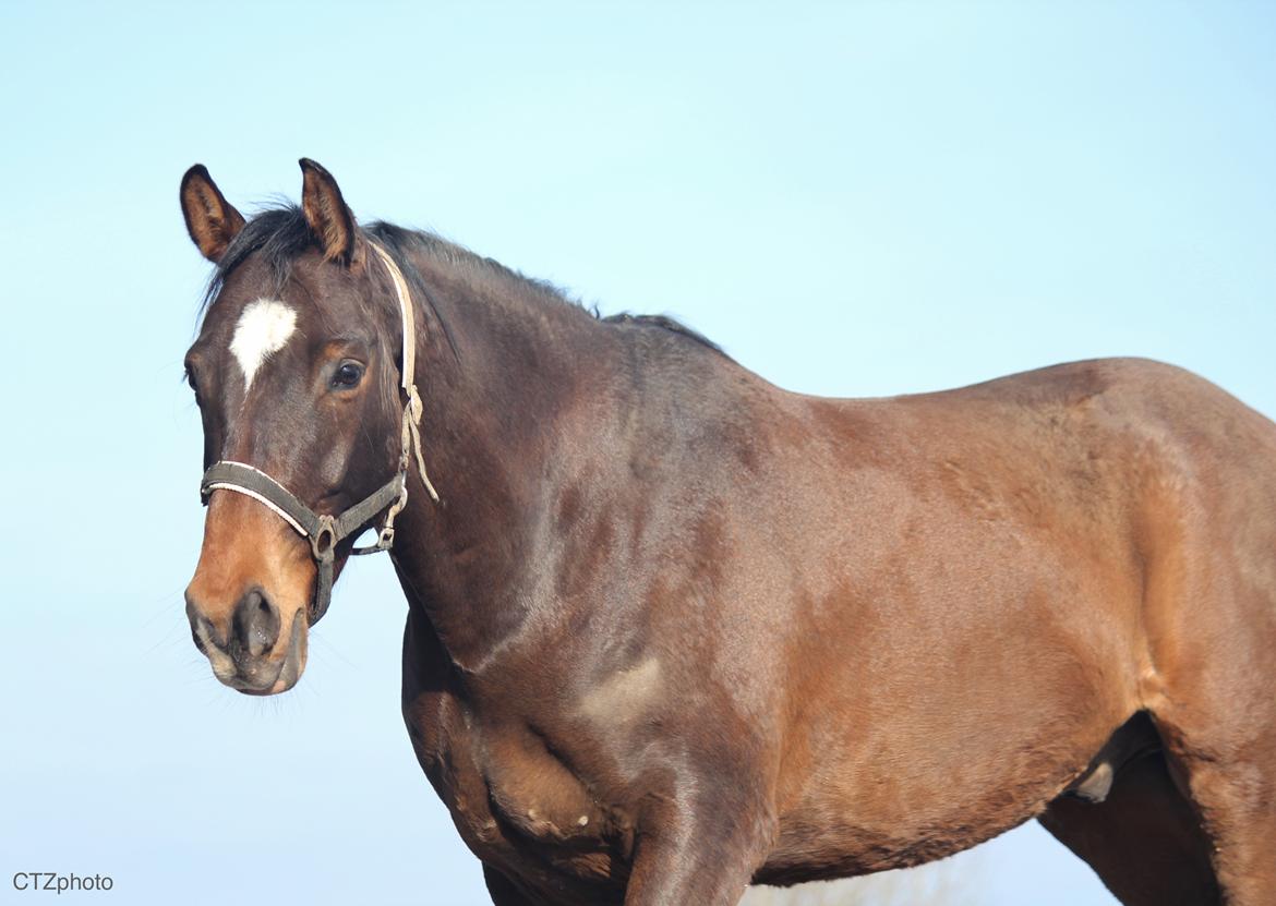 Dansk Varmblod Bøgegårdens lord billede 4