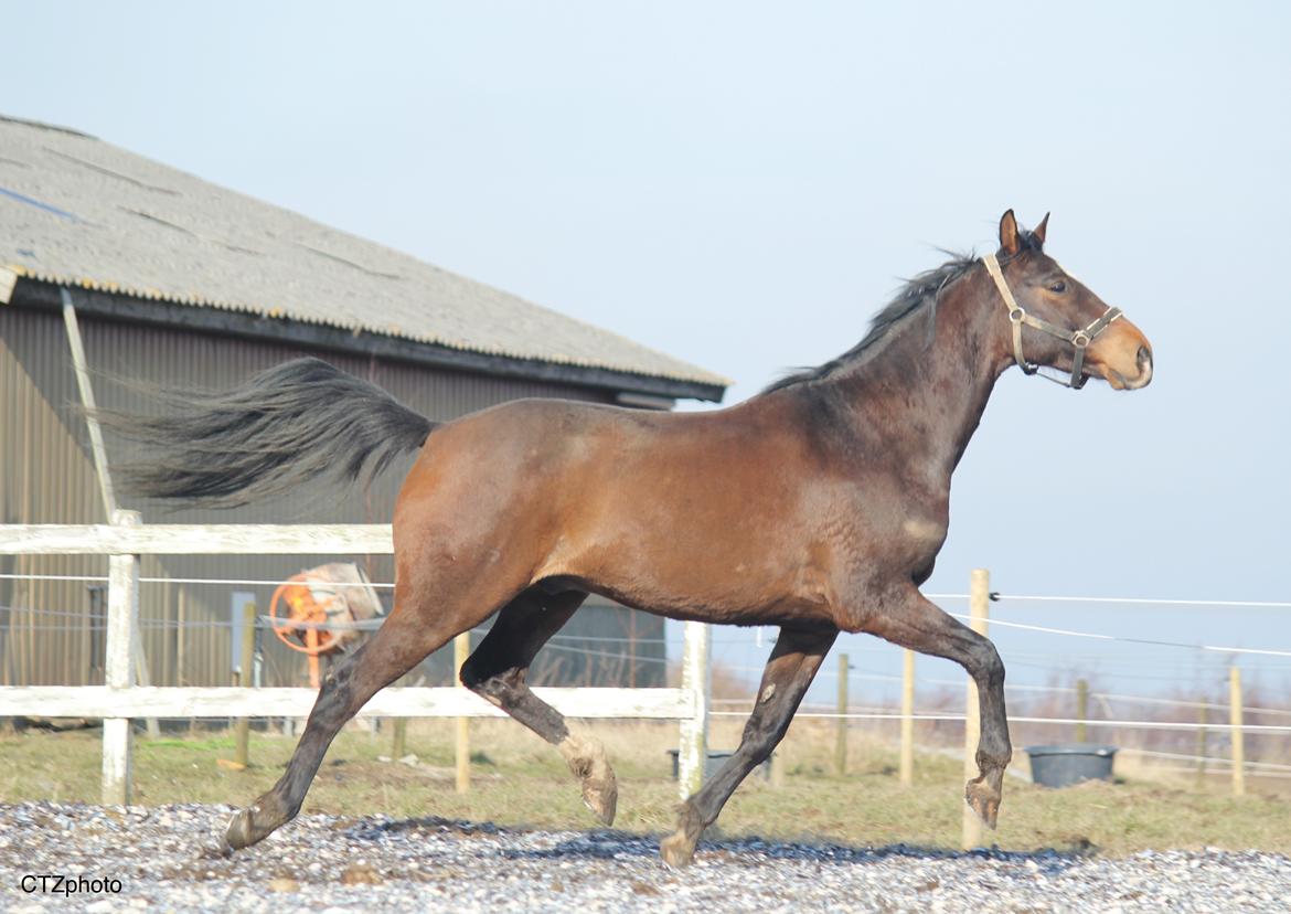 Dansk Varmblod Bøgegårdens lord billede 5