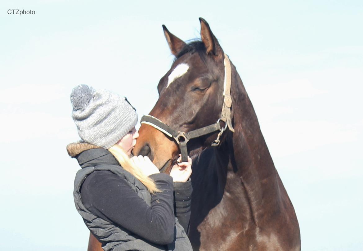 Dansk Varmblod Bøgegårdens lord billede 6