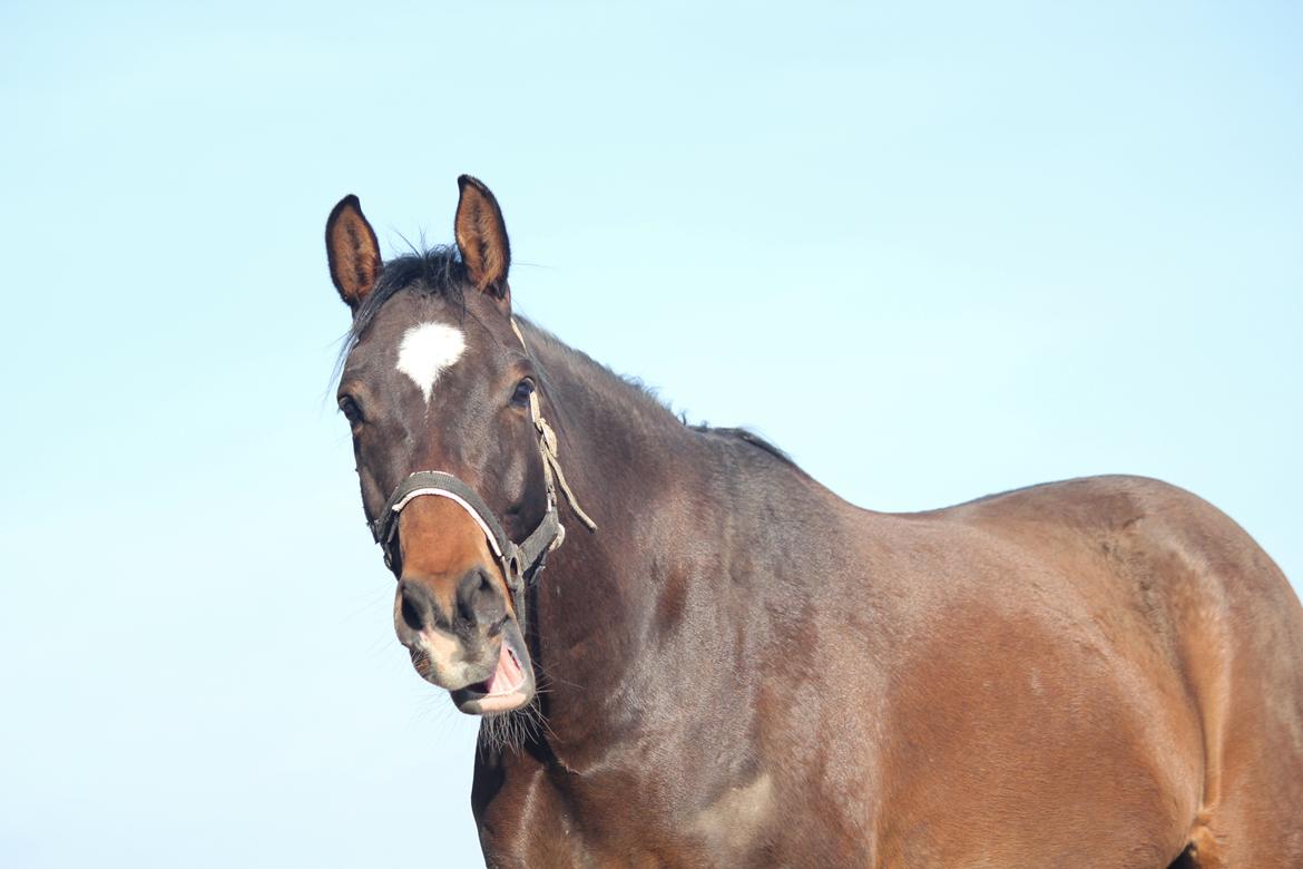 Dansk Varmblod Bøgegårdens lord - CTZphoto billede 7