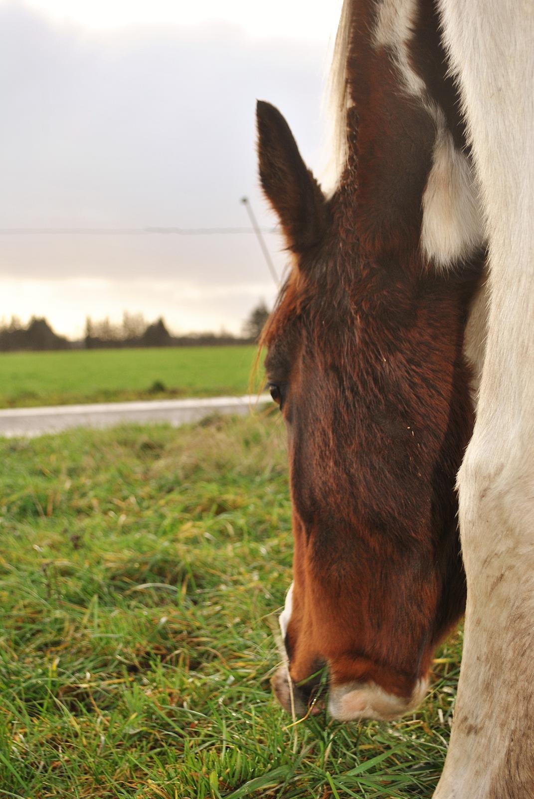 Anden særlig race Bugatti billede 9