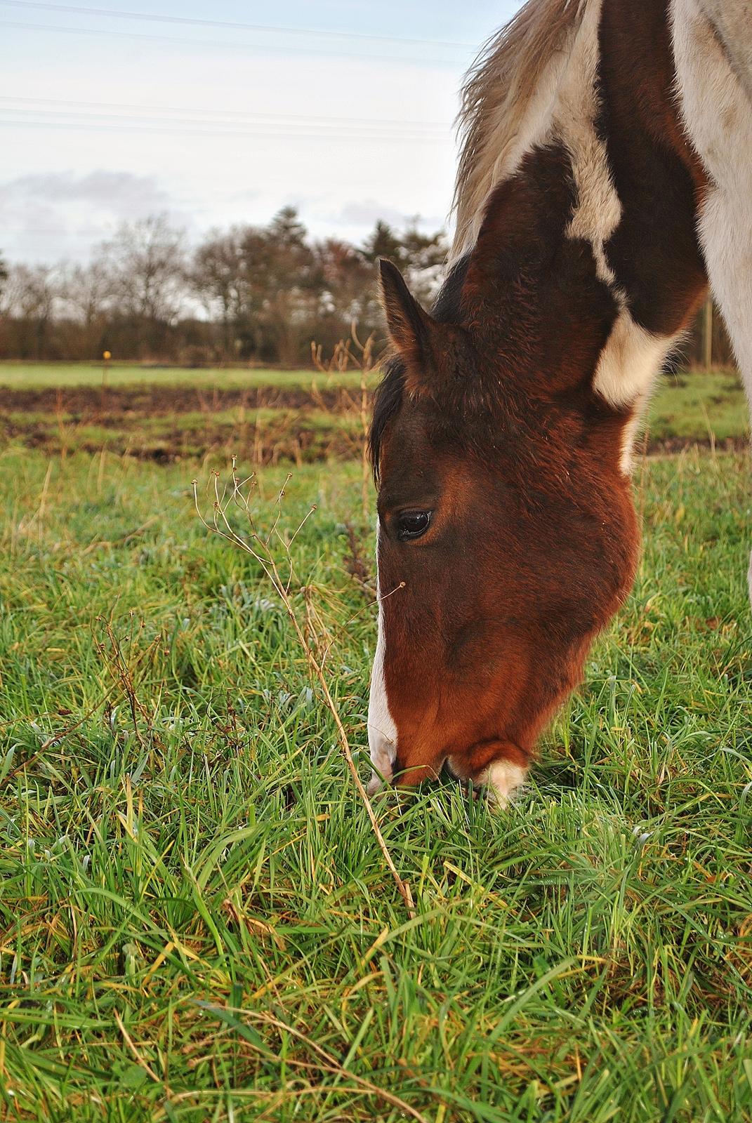 Anden særlig race Bugatti billede 10