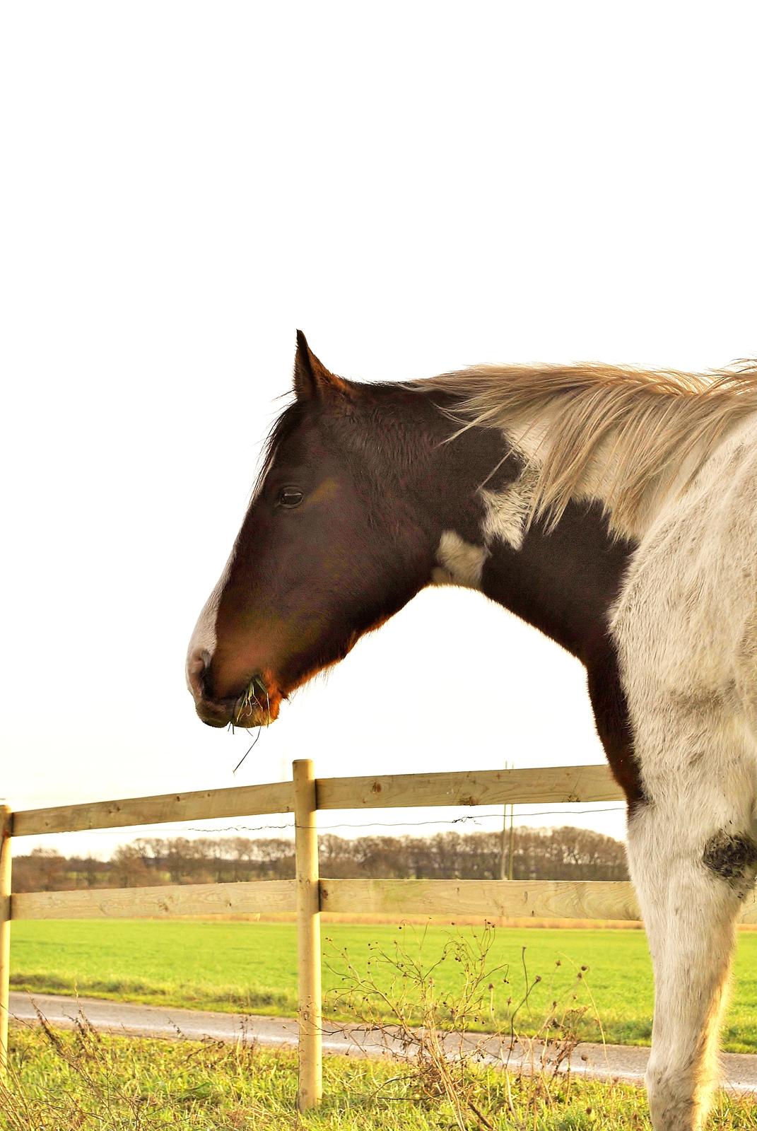 Anden særlig race Bugatti billede 11