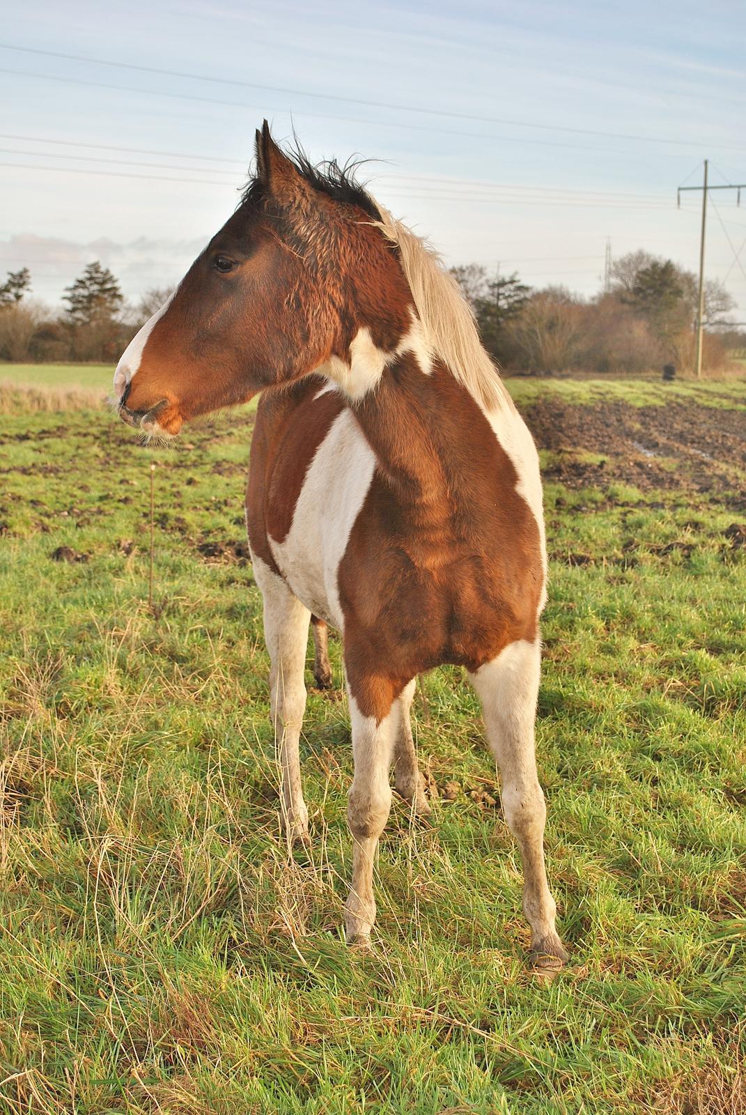 Anden særlig race Bugatti billede 12