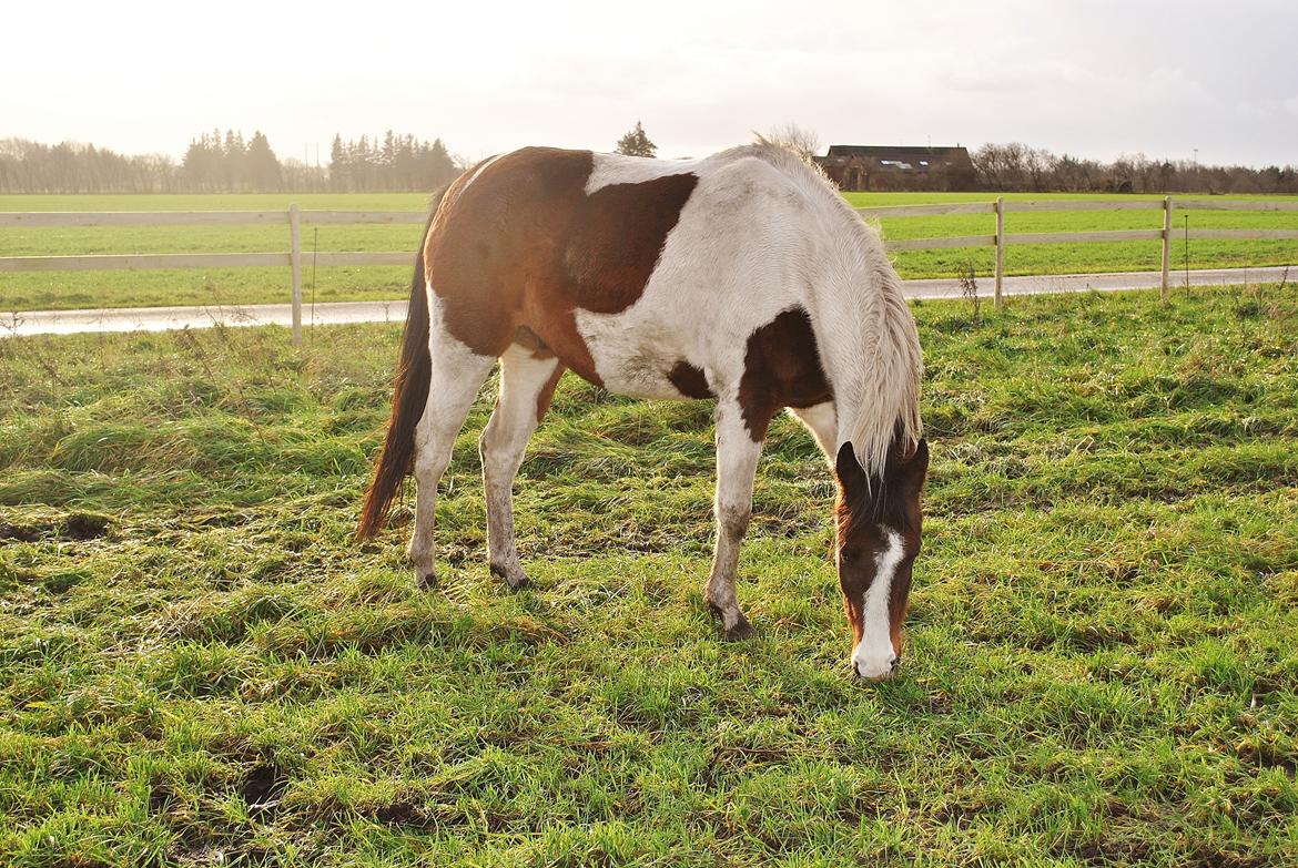 Anden særlig race Bugatti billede 13