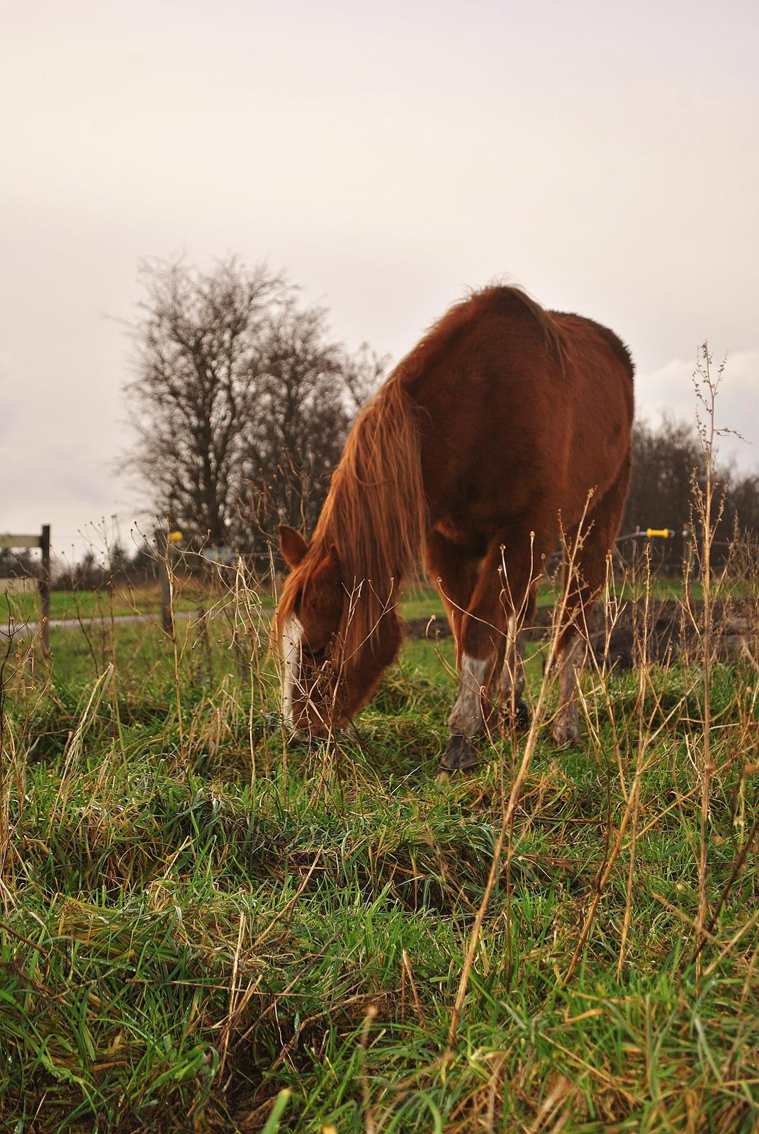 DSP Djuska A Egelykken billede 3