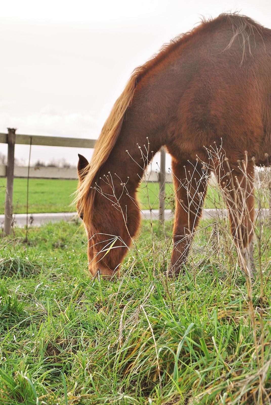 DSP Djuska A Egelykken billede 4