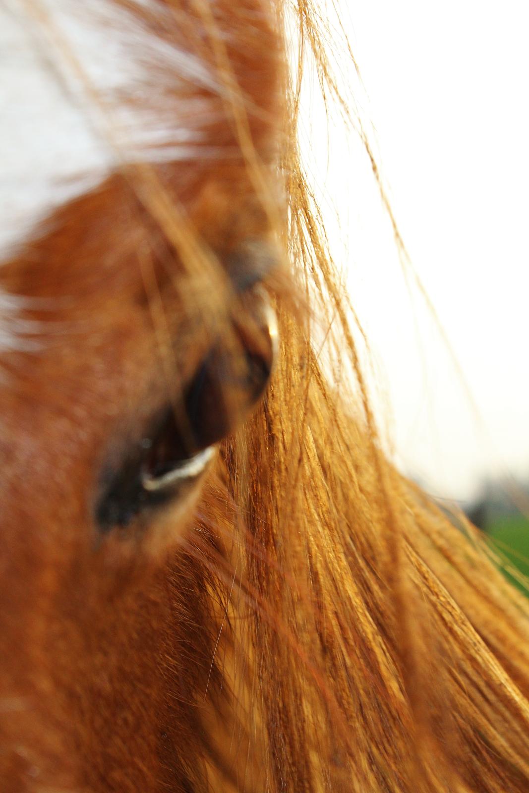 DSP Djuska A Egelykken billede 19