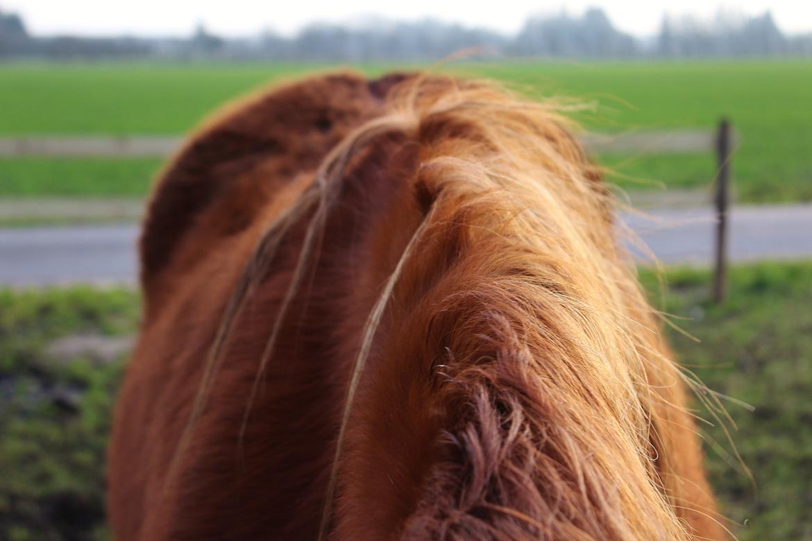 DSP Djuska A Egelykken billede 20