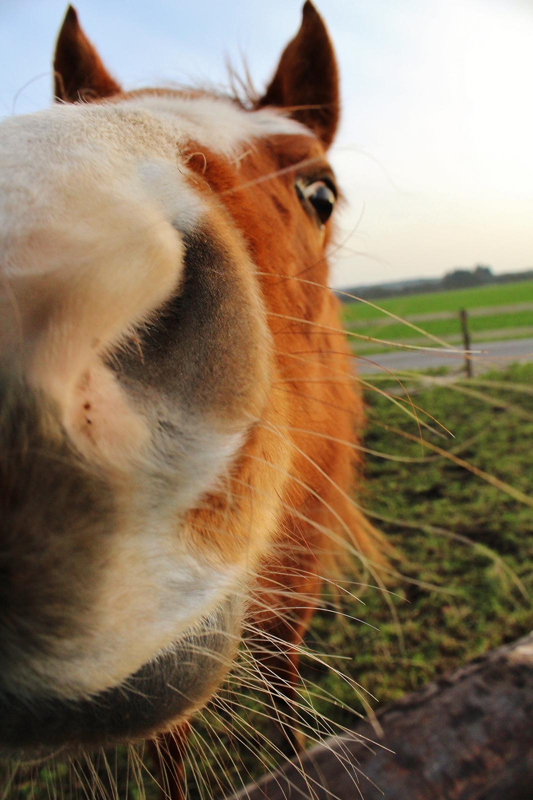 DSP Djuska A Egelykken billede 18
