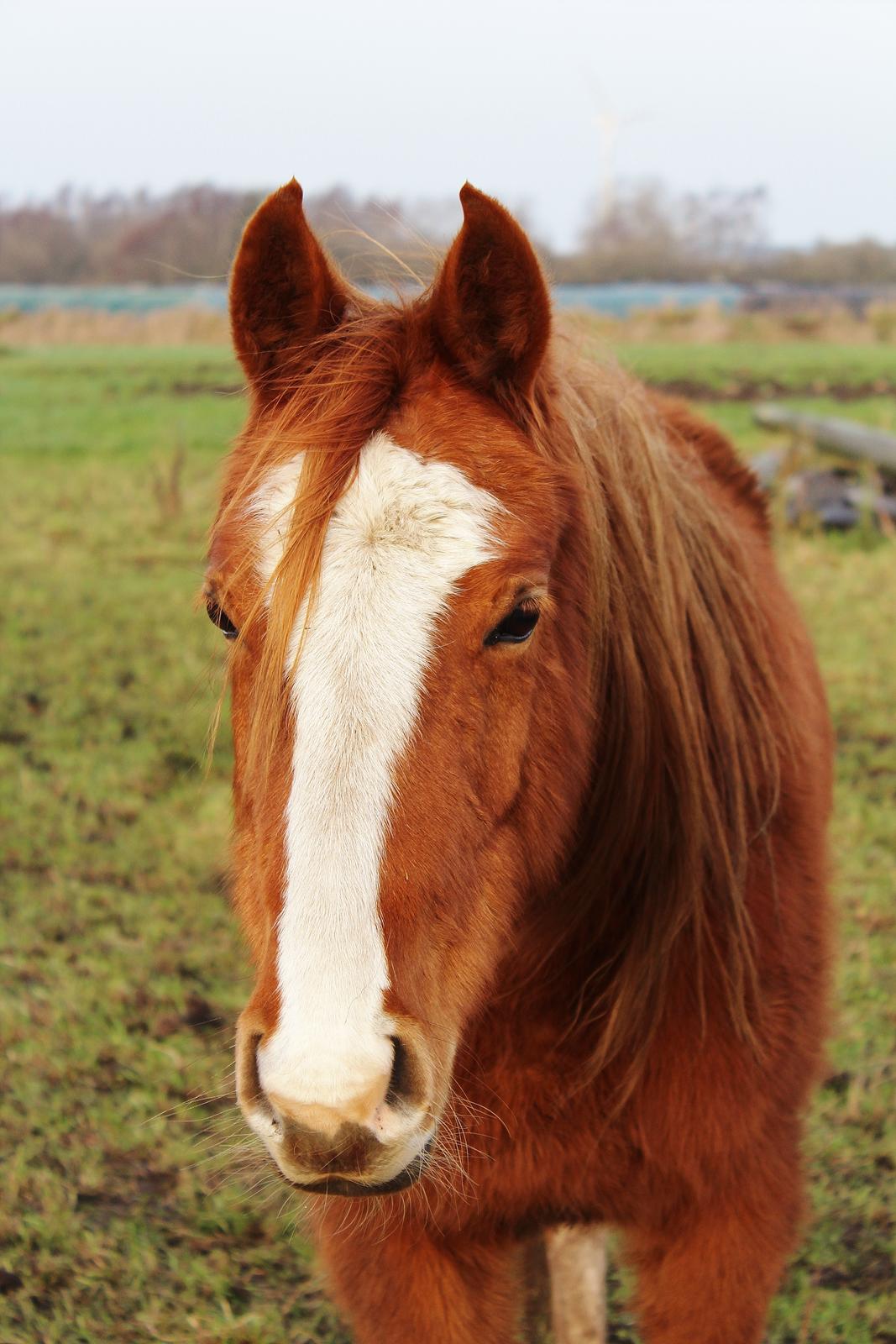 DSP Djuska A Egelykken billede 2