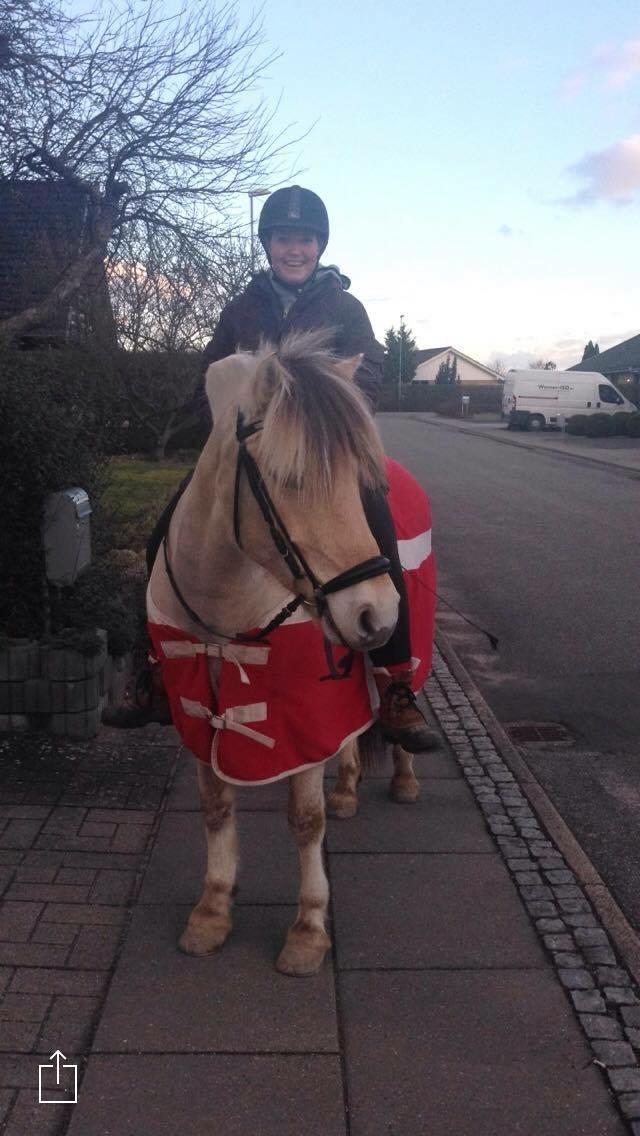 Fjordhest Murphy (solgt 15/6-17) billede 12