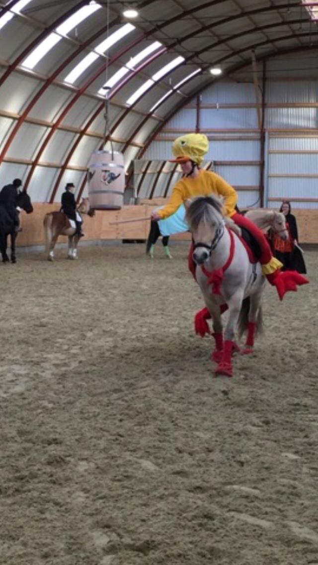 Fjordhest Murphy (solgt 15/6-17) billede 13