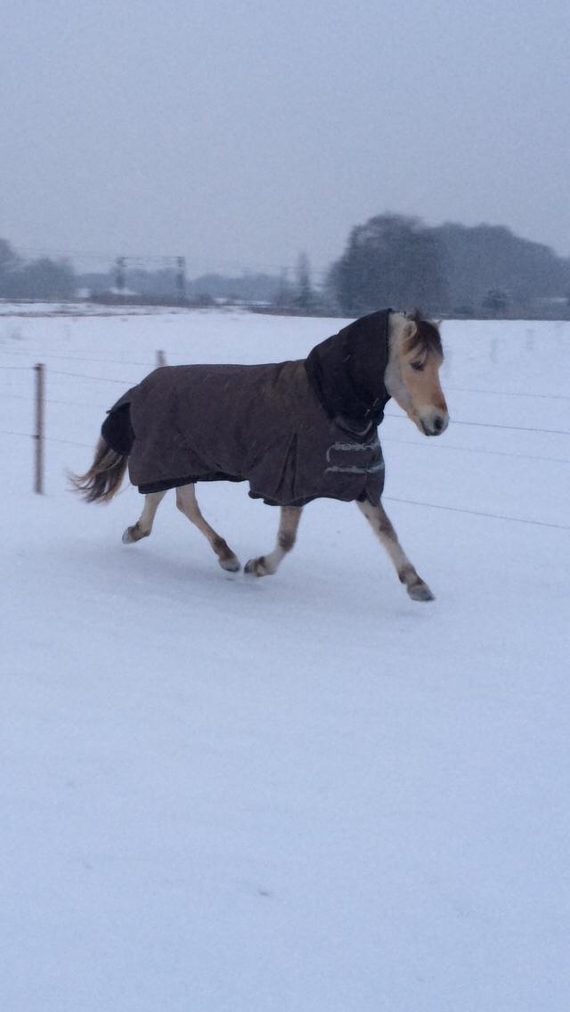 Fjordhest Murphy (solgt 15/6-17) billede 16