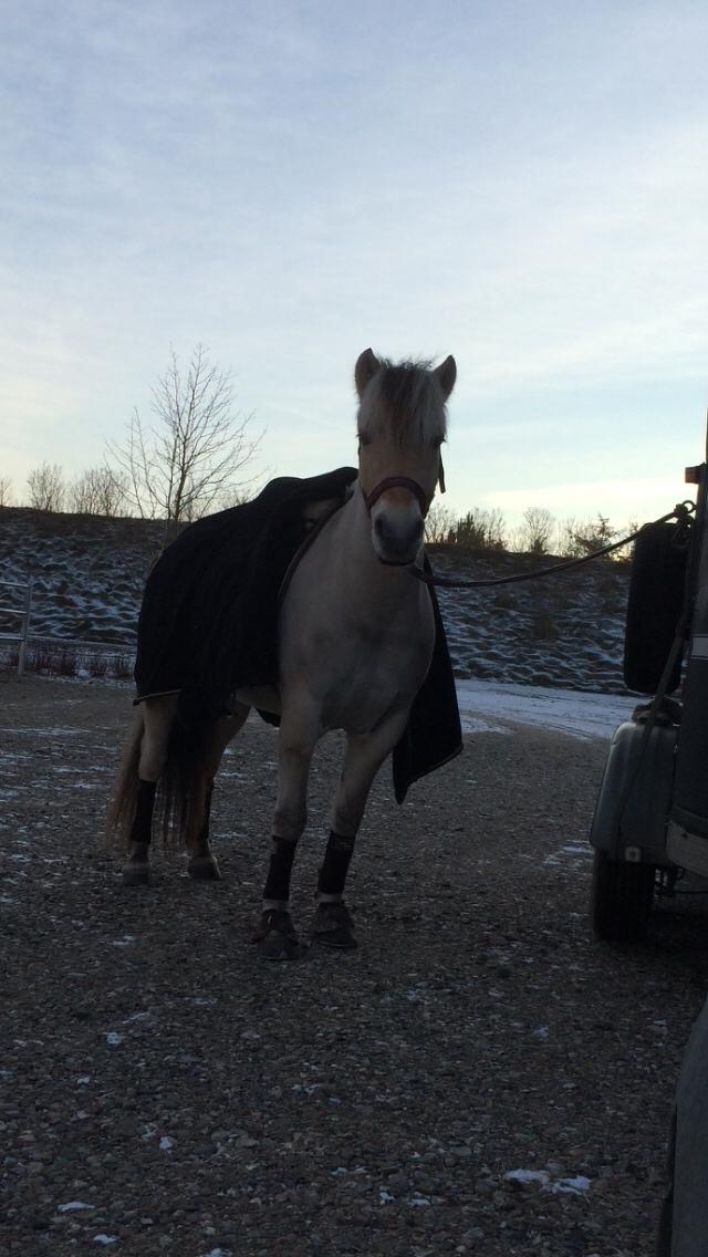 Fjordhest Murphy (solgt 15/6-17) billede 17