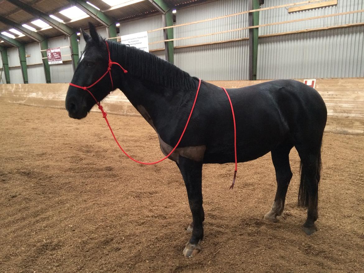 Oldenborg Maggie Tisted - Januar 2016 billede 48