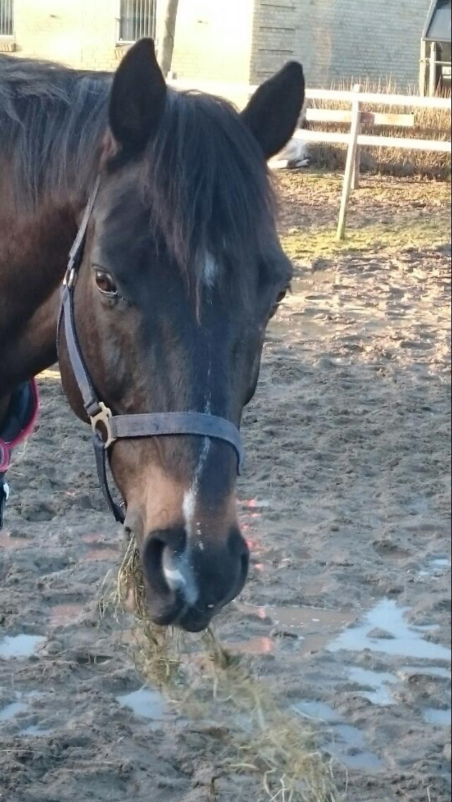 Oldenborg Another one 2 (Dundee) - dundee på fold❤️ billede 6