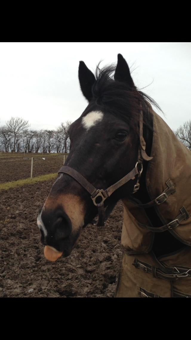 Oldenborg Another one 2 (Dundee) - han er dejlig❤️ billede 7