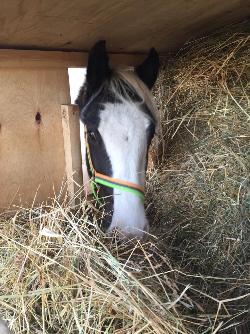 Irish Cob St. H. Filius of Willie Willie billede 15