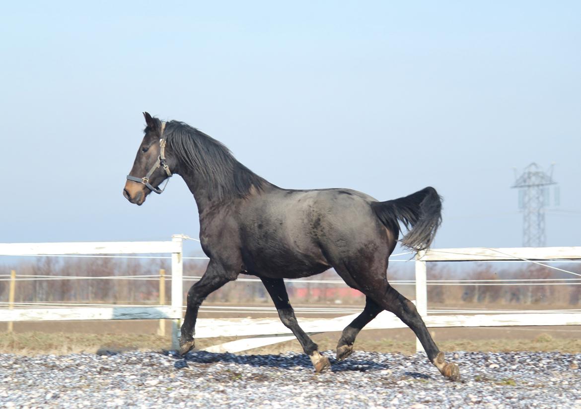 Dansk Varmblod Lexus - CTZphoto billede 2