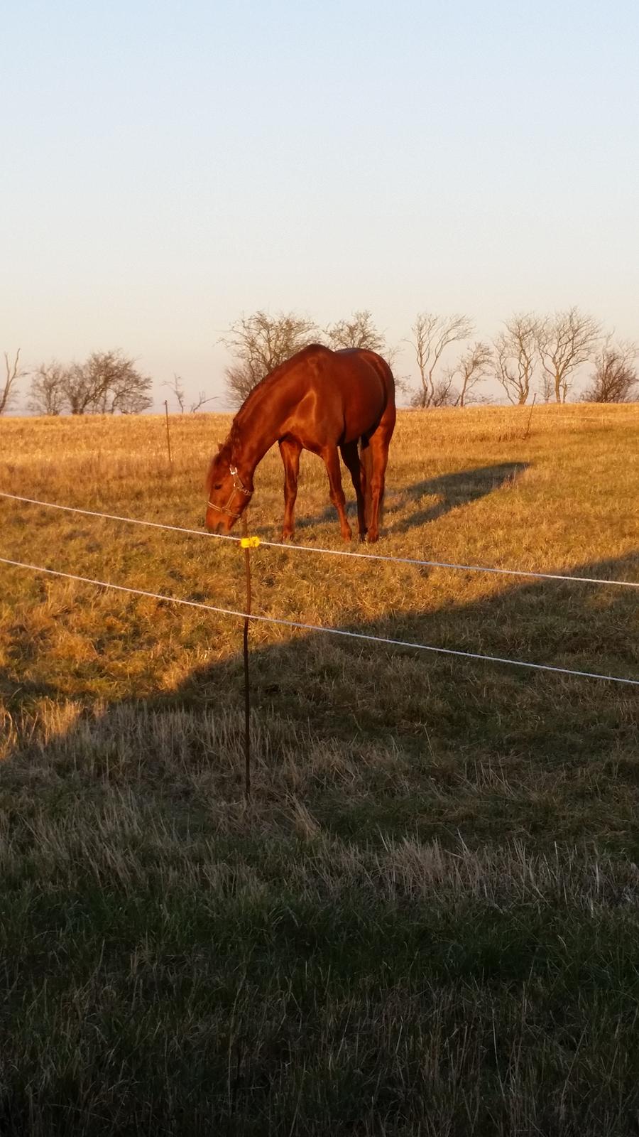 Anden særlig race Charlie By Fidelaty  billede 39
