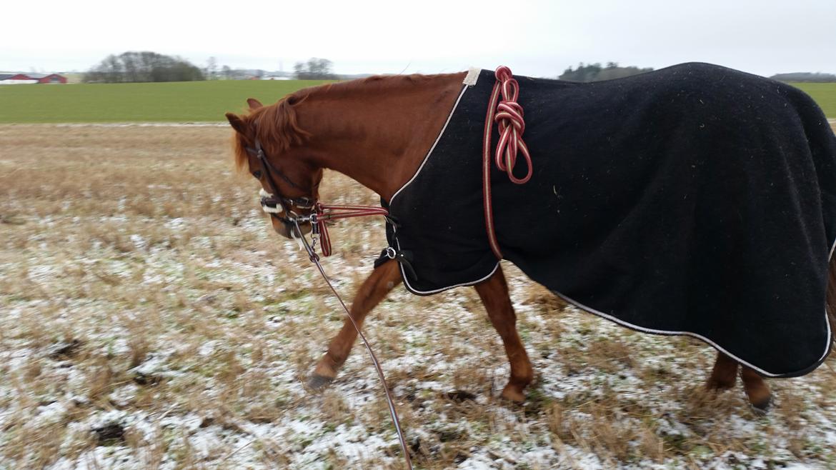 Anden særlig race Charlie By Fidelaty  billede 40