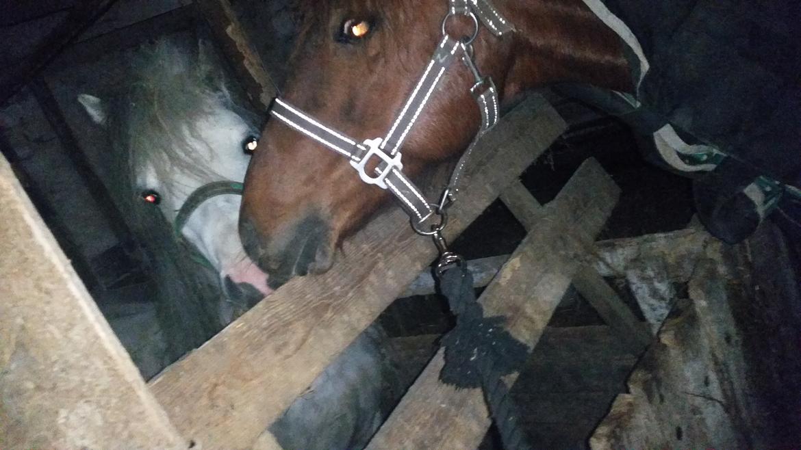 Anden særlig race Charlie By Fidelaty  billede 46