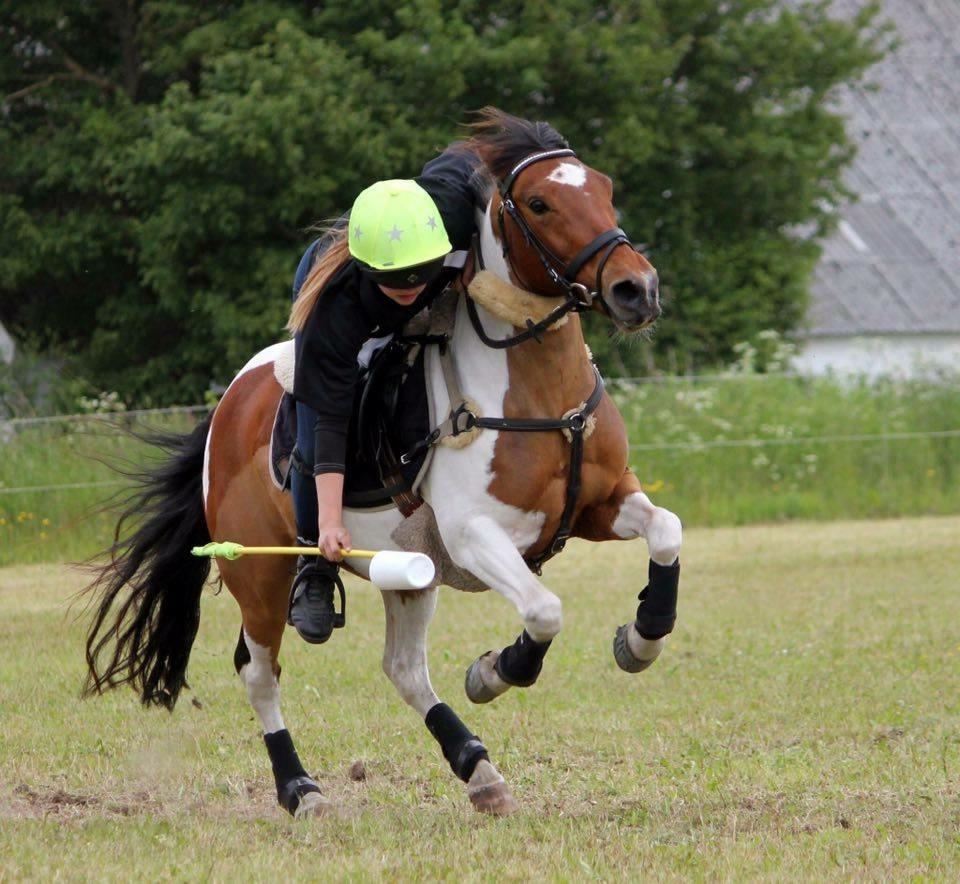 Anden særlig race Mille (Stjerne ponyen) billede 6