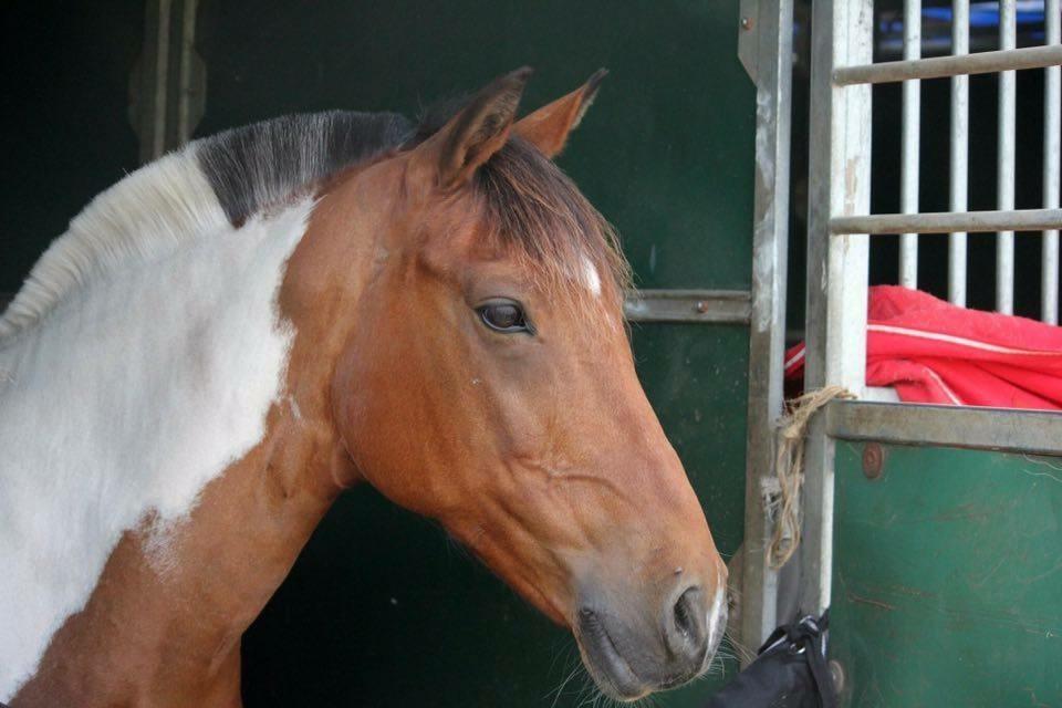 Anden særlig race Mille (Stjerne ponyen) billede 9