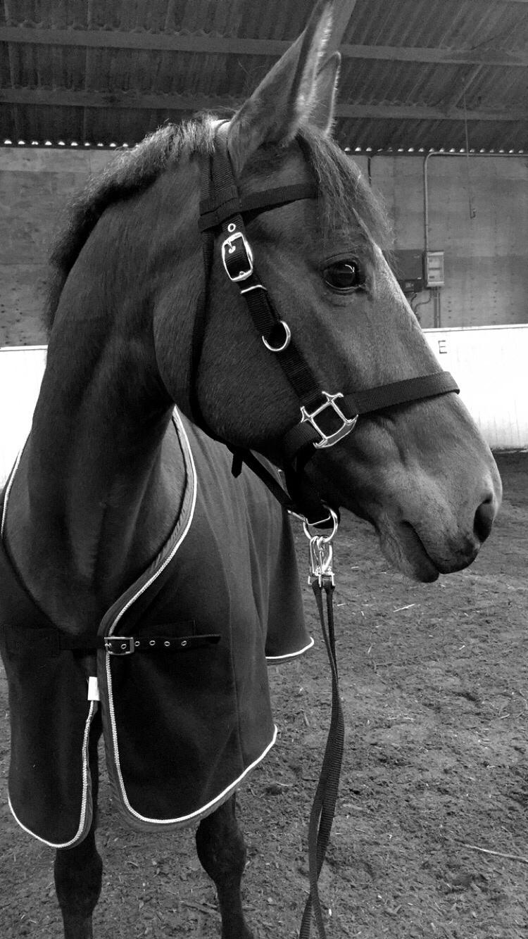 Polsk Varmblod Alvara billede 4