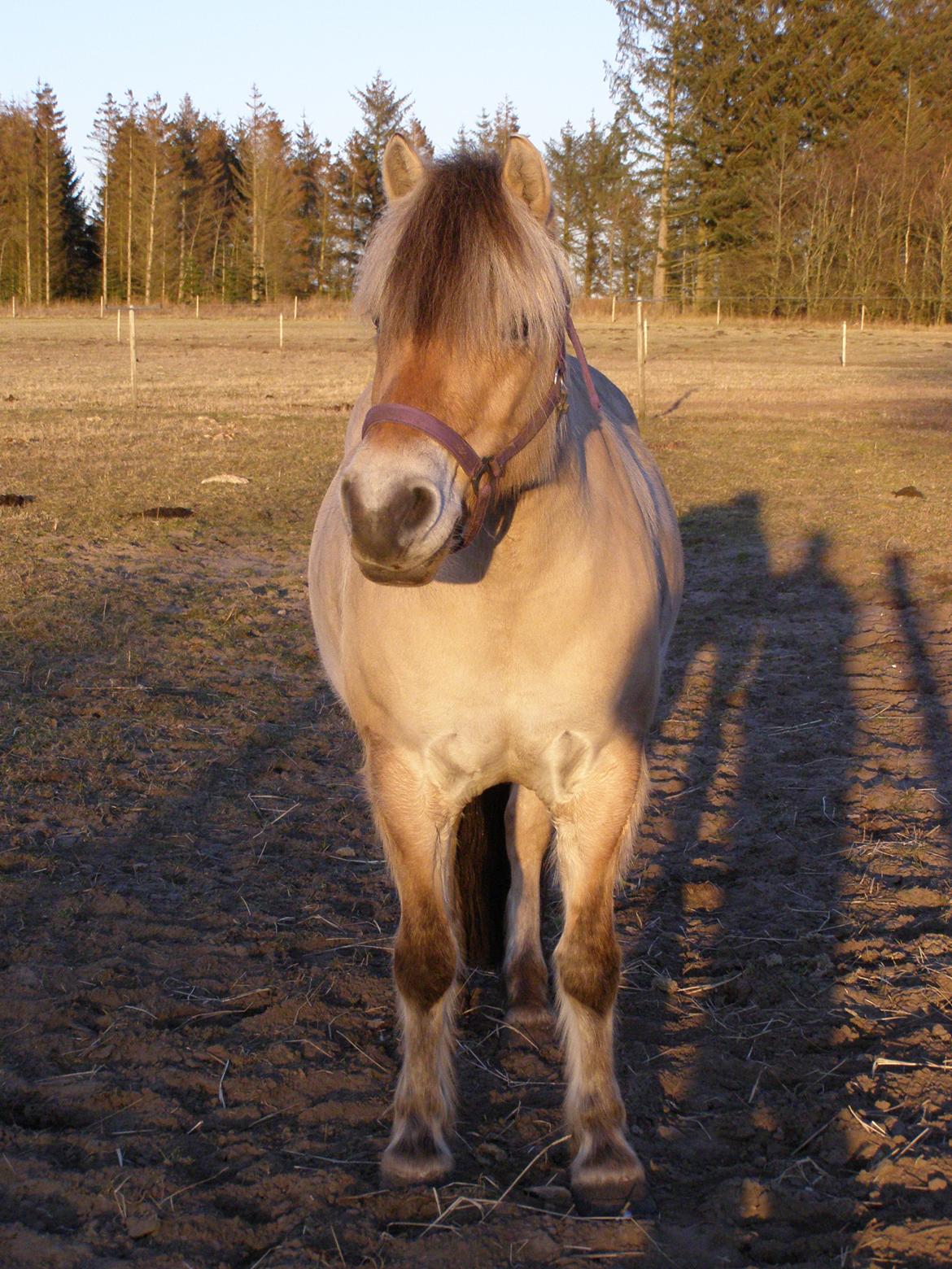 Fjordhest KIRSTINE VÅRBY billede 34