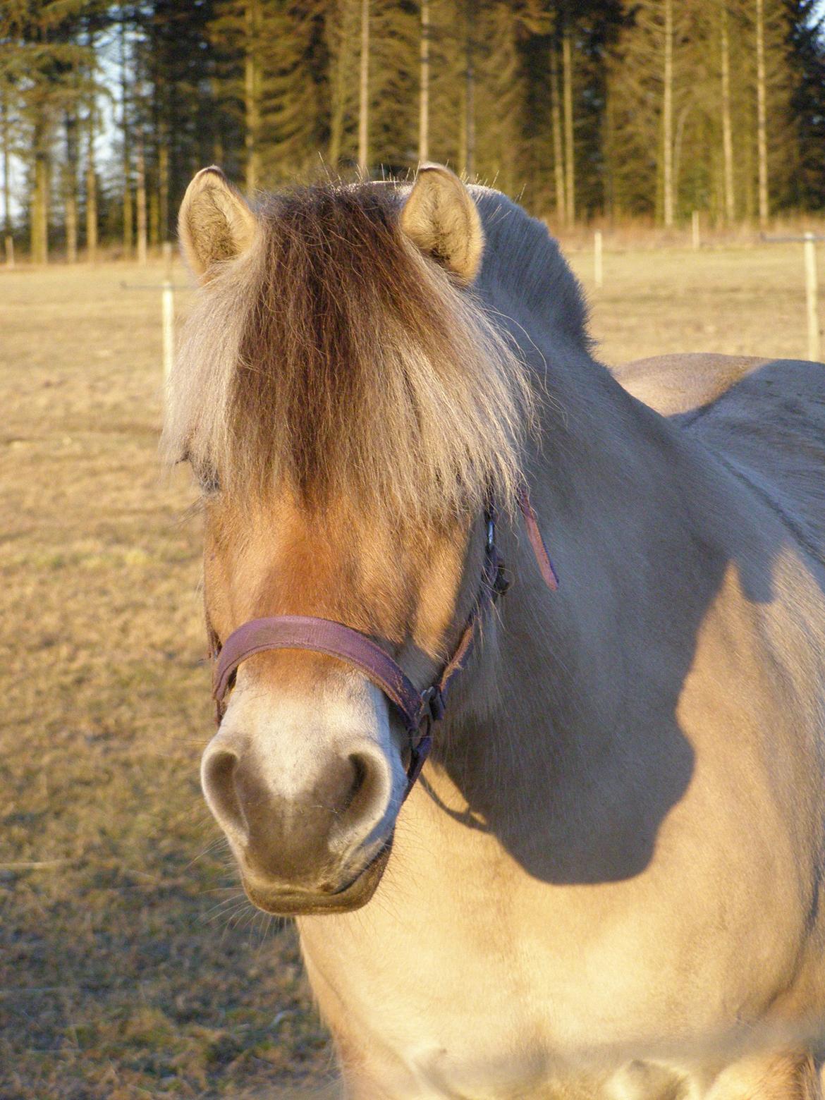 Fjordhest KIRSTINE VÅRBY billede 41