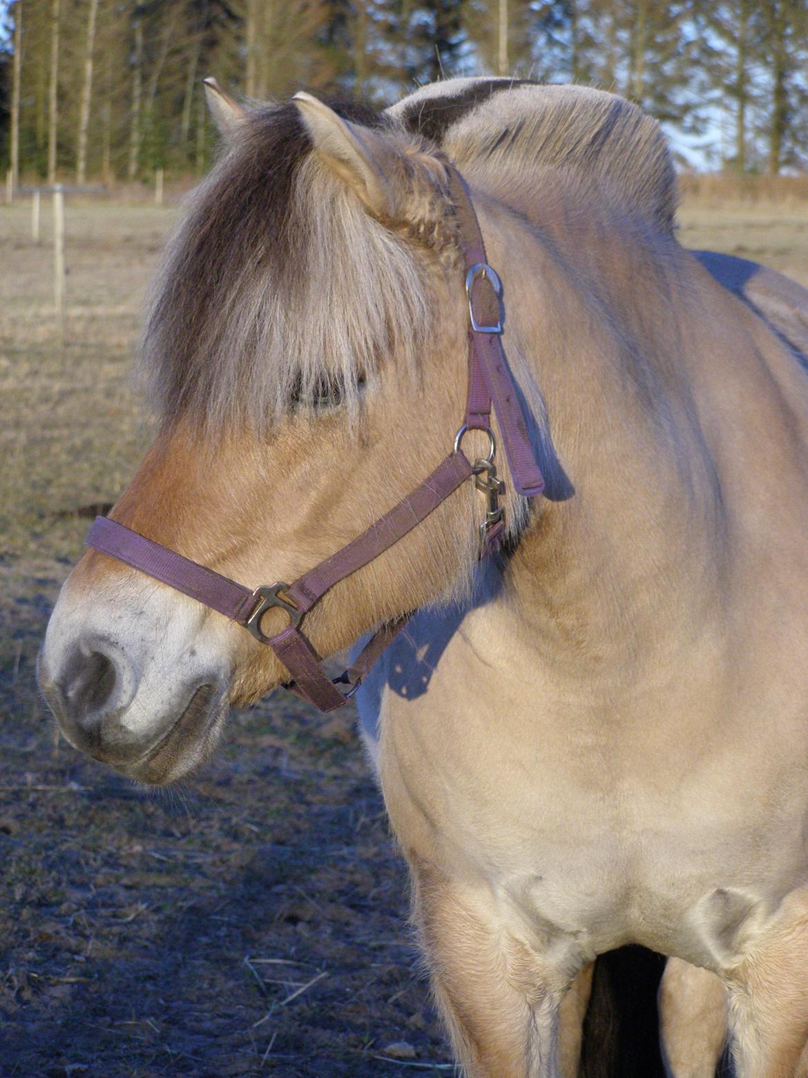 Fjordhest KIRSTINE VÅRBY billede 36