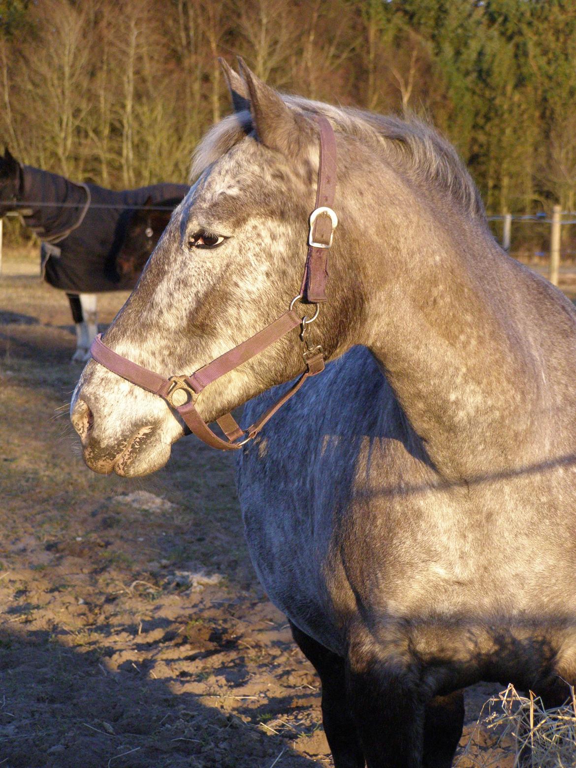 Knabstrupper Funder Nørhedes Rasmine billede 35