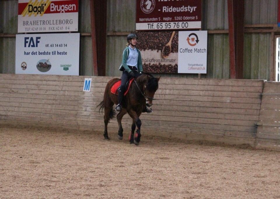 Anden særlig race Ole - Dressur, februar 2016 <3 billede 11