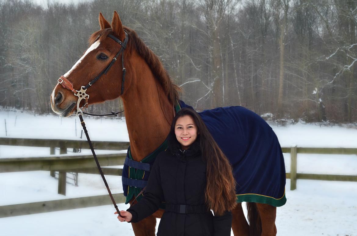 Tysk Oldenburger Lifestyle - Billede taget af Isabella Duus billede 1