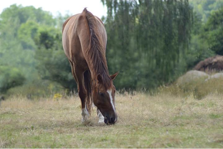 Tysk Oldenburger Lifestyle - Billede taget af Julia Barbesgaard billede 15