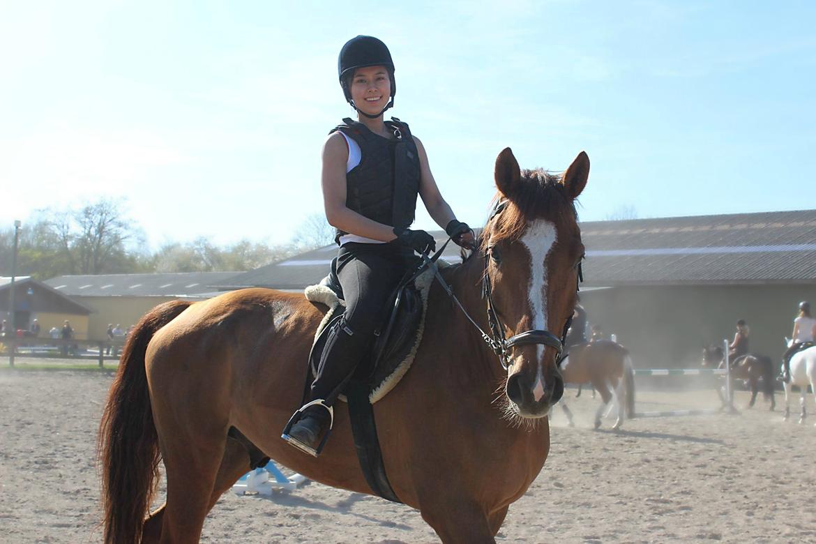 Tysk Oldenburger Lifestyle - Billede taget af Josefine Fahlström billede 17