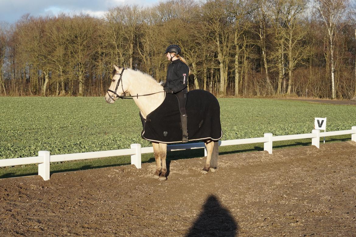 Anden særlig race Felix billede 17