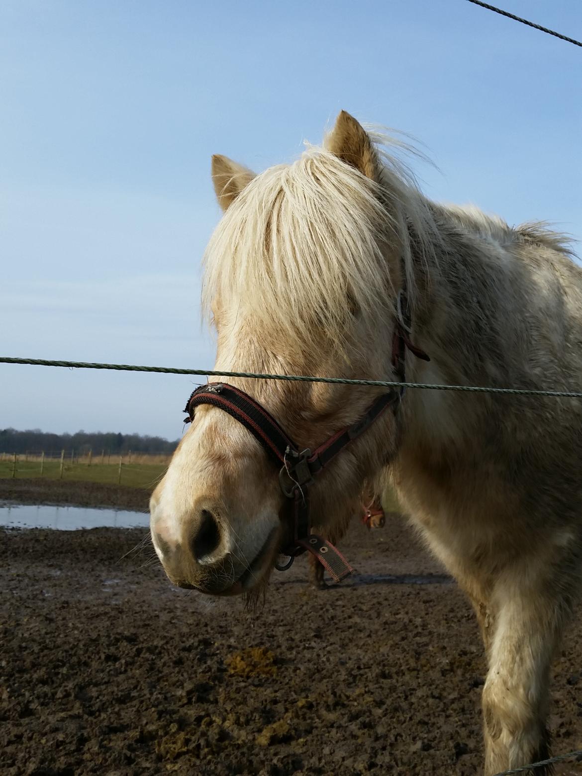 Islænder Lárus fra skovhastrup billede 4