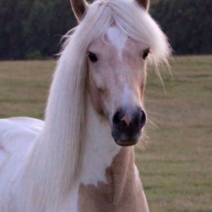 Islænder Lárus fra skovhastrup billede 1