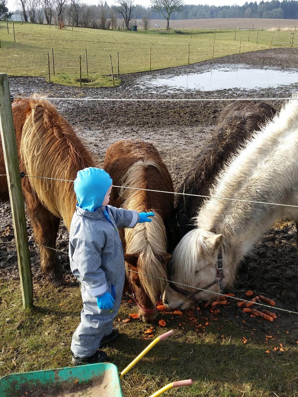 Islænder Lárus fra skovhastrup billede 5