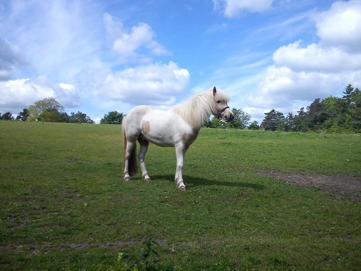 Islænder Lárus fra skovhastrup billede 3