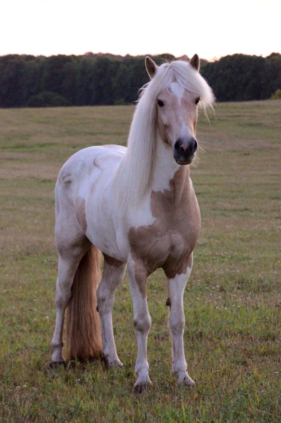 Islænder Lárus fra skovhastrup billede 2