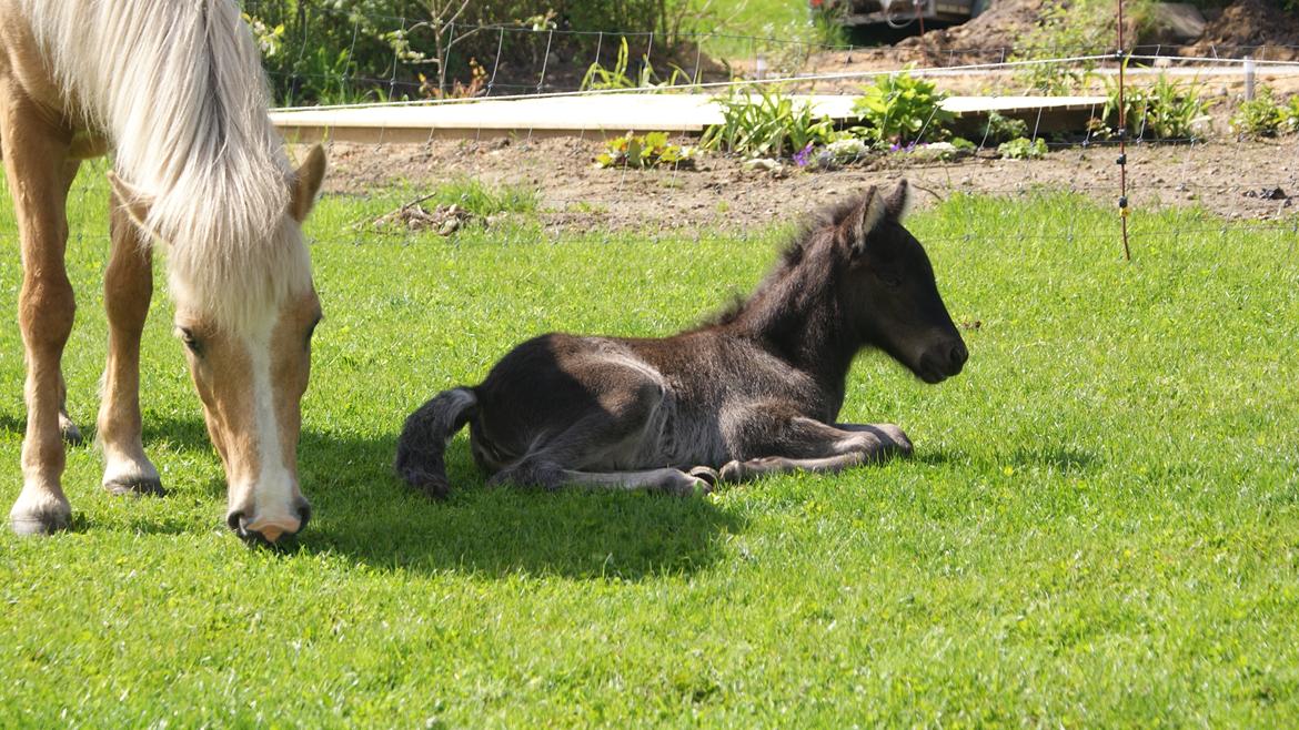 Islænder Dísa fra Lysenge billede 3