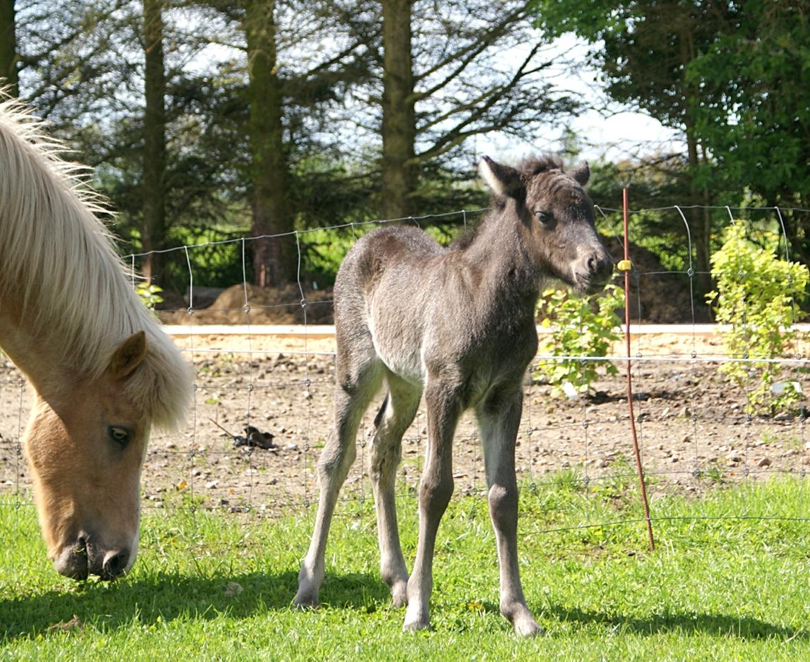 Islænder Dísa fra Lysenge billede 5