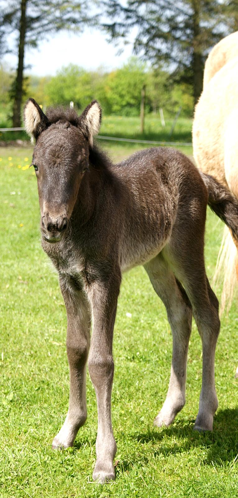Islænder Dísa fra Lysenge billede 4