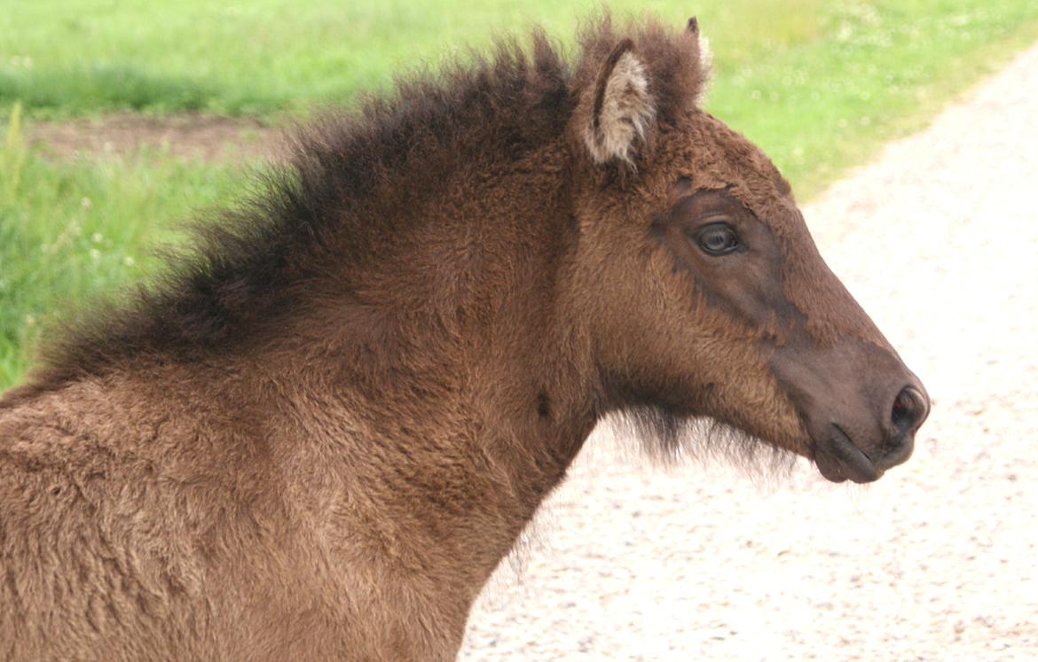 Islænder Dísa fra Lysenge - Juli billede 1