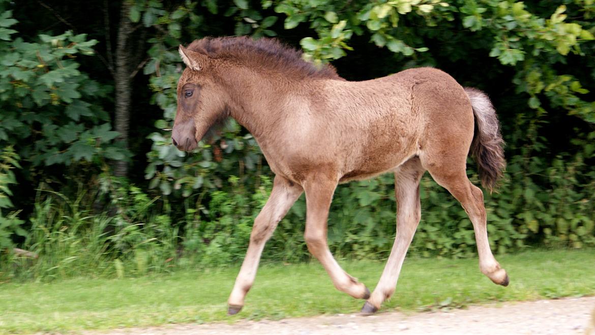 Islænder Dísa fra Lysenge billede 7