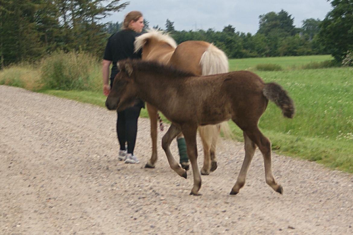 Islænder Dísa fra Lysenge billede 8